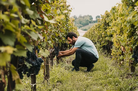 From the Vines - Champagne's 9 Approved Grapes –but there are 3 That Still Rule